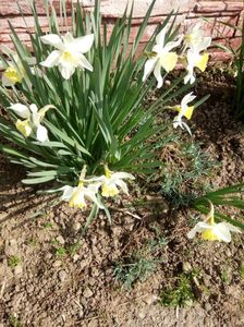 Narcise albe cu mijloc galben