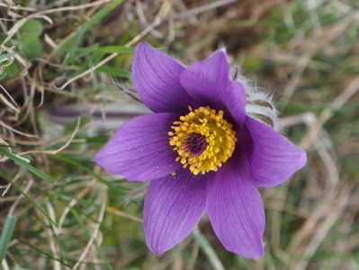 Deditel - martie 2017