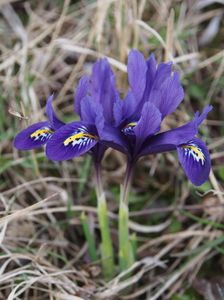 Irisi pitici - martie 2017