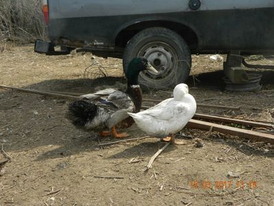 Ratoi; Cu o fata de Pekin langa el
