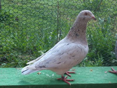 Ro 1058_2016; M - Hetero Almond hetero Rubella
