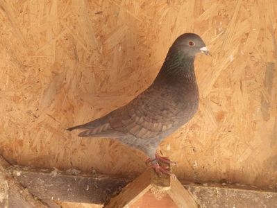 Ro 088_2016; F - Rubella
