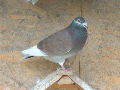 Ro 3064501_2013; M - Albastru - Indigo homozigot
