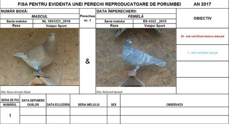 Perechea nr 1