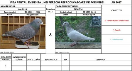 Perechea nr 2; Masculul nu se imperecheaza...am pastrat porumbita de anul trecut
