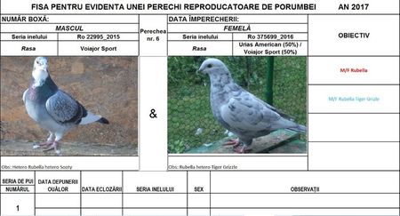 Perechea nr 6