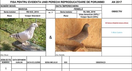 Perechea nr 7