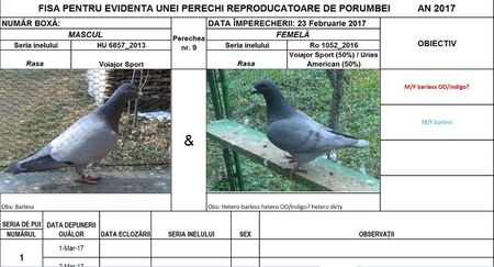Perechea nr 9