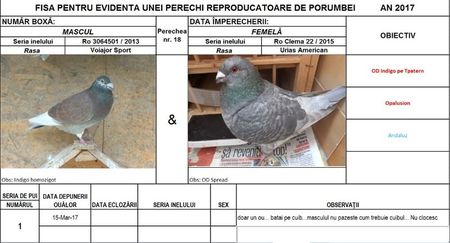 Perechea nr 18