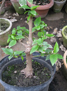 1-apr 2012; Are 7 ani, de trei ani este in lucru.
