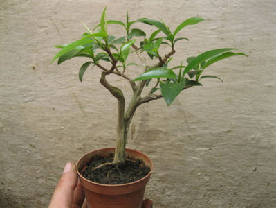 mai 2011