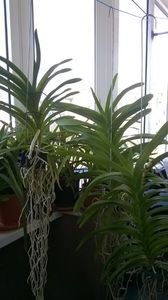 VANDA