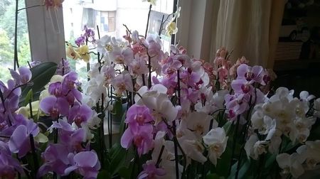 PHALAENOPSIS