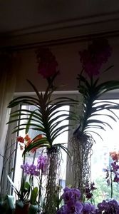VANDA IULIE2016