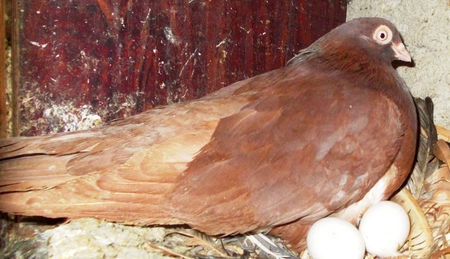 Rosie; Mama : Galbena(Galbenucu aripa+Neagra batrana);
Tata: Negru Maradona
