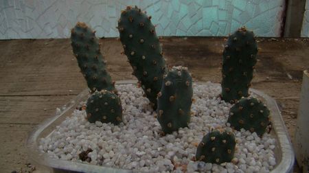 Opuntia basilaris v. brachyclada San Gabriel Mts col.