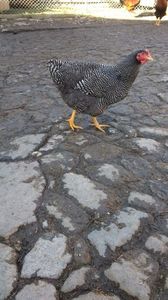 17 069