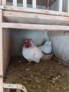 BODO; Dupa batalia cu ARAMIS

