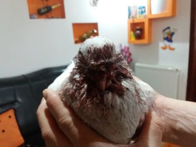 ARAMIS; Dupa batalia cu BODO
