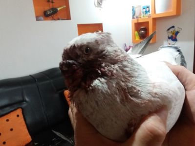 ARAMIS; Dupa batalia cu BODO
