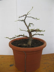 cotoneaster dammeri; mai2011
