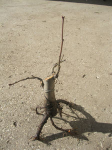 1nov2013; Fasonat si legat, gata de plantat.
