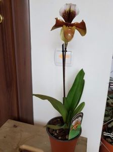 Paphiopedilum American Hybrid - 55 lei; orhidee papucel
