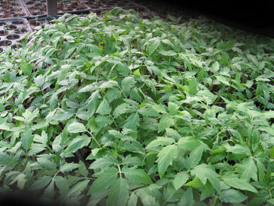 rasad rosii tratat cu AGROBION; hibrid profesional
