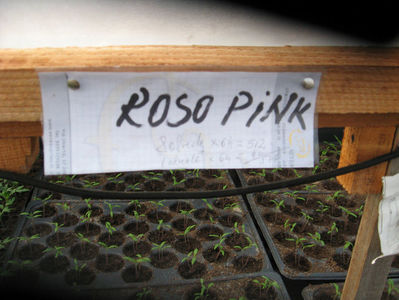 rosi roze