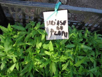 rosii uriase de plopu