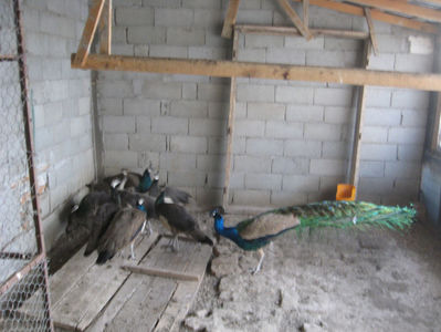 punii