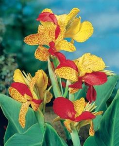 Canna Cleopatra