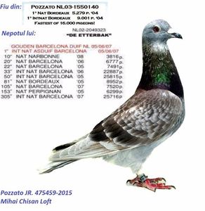 Pozzato JR