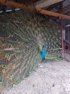Mascul 5 ani