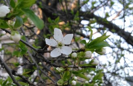 Prima floricica de corcodus...