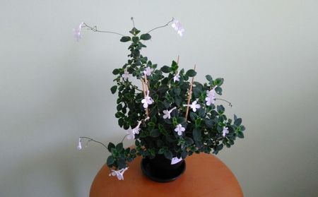 Streptocarpella alba