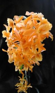 Dendrobium Stardust 'Firebird