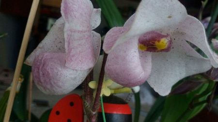 Paphilopedium delenatii