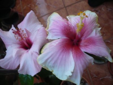 P1310289