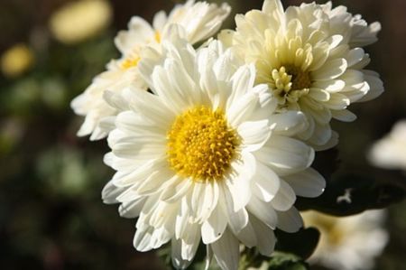 Tufanica alba