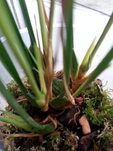 Maxillaria tenuifolia