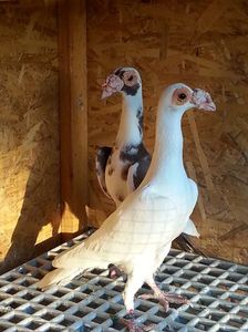 Karier; Mascul alb 2016 H  femela 2015 RO
