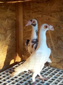 Karier; Mascul alb 2016 H  femela2015 RO
