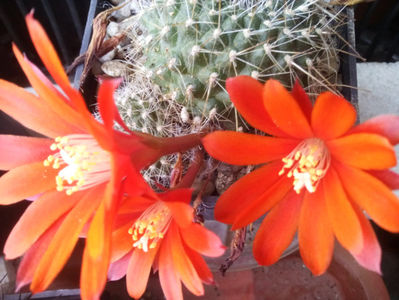 rebutia deminuda