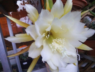 epiphyllum