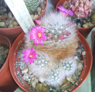 mammillaria laui v dasyacantha