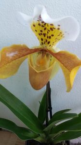 Paphilopedilum 1.