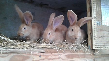 20170325_173756_5_bestshot; 2 luni si 3 saptamani
