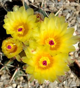 Notocactus submammulosus