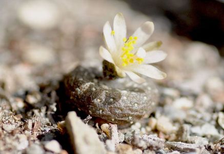 Blossfeldia atroviridis